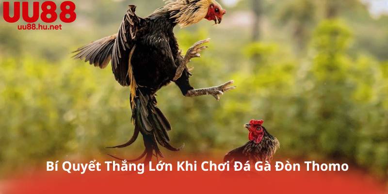 Bí Quyết Thắng Lớn Khi Chơi Đá Gà Đòn Thomo
