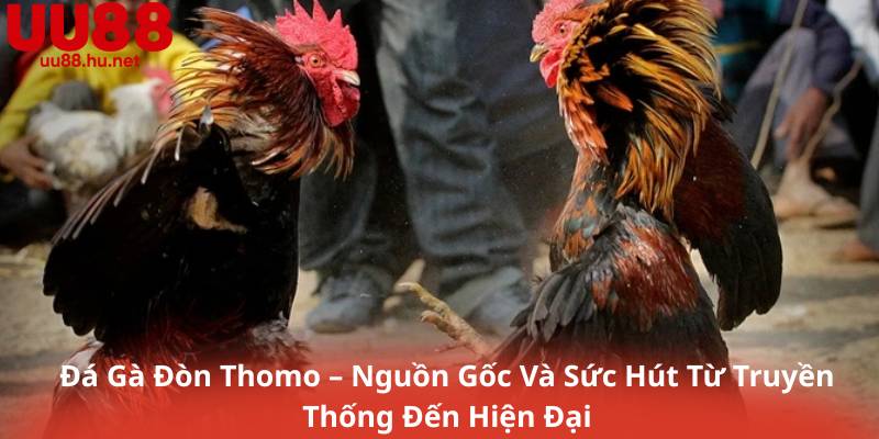 Đá Gà Đòn Thomo – Nguồn Gốc Và Sức Hút Từ Truyền Thống Đến Hiện Đại