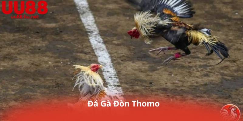 Đá Gà Đòn Thomo – Đấu Trường Máu Lửa Của Những Chiến Kê